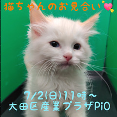 3/26生ラグドール♂クリームポイントバイカラー ♪(トライアウト猫)の画像