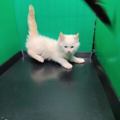 3/26生ラグドール♂クリームポイントバイカラー ♪(トライアウト猫) - 猫