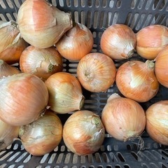 ②新玉ねぎ5キロ