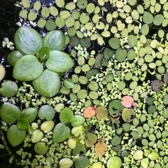 メダカや金魚の為に浮き草とか．．．