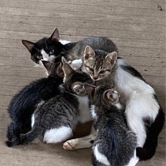 2ヶ月前後子猫🐱