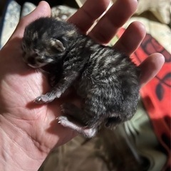 生後２日の子猫と推定１ヶ月位の子猫