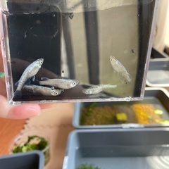 メダカ針子　ブルースターダストの画像