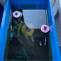 メダカ針子　ブルースターダストの画像