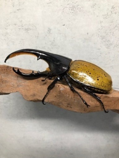 ★ヘラクレスエクアトリアヌス