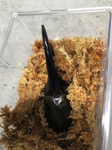 ヘラクレスリッキー♂単品