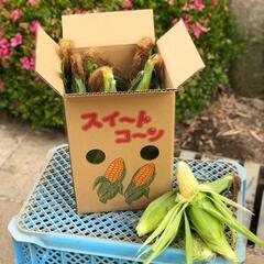 残りわずか！朝採　とうもろこし １１本セット
