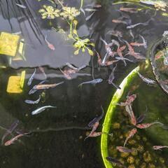[星めだか] MIXめだか　10匹の画像