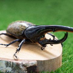 【世田谷区】カブトムシキングダムDAY1～世界のカブクワ展示～｜...