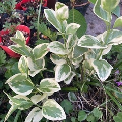 ツルニチニチソウの画像