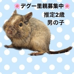多頭飼育崩壊より保護しました(デグー)