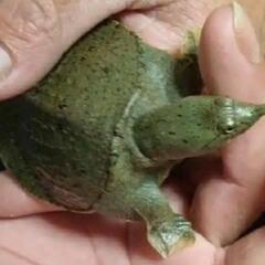 爬虫類グループ🦎🐍🐢 - 福井市