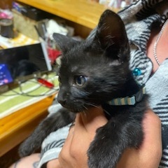 2ヶ月の男の子❤️里親さんみつかりました(^O^)