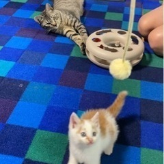 2ヶ月オスの里親募集 - 多久市