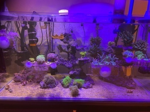 海水魚　サンゴ　ハードコーラル　ソフトコーラル　販売