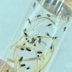トリニドショウジョウバエ