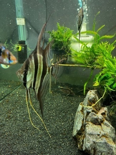 アルタムエンゼルセット(熱帯魚水槽)