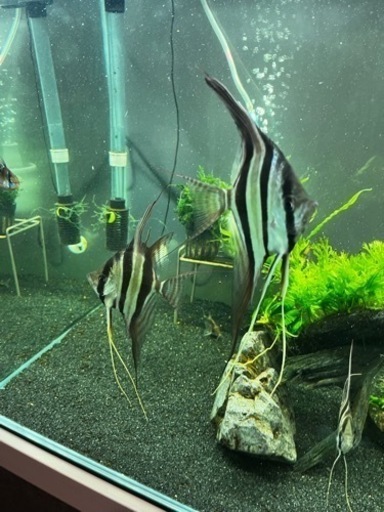 アルタムエンゼルセット(熱帯魚水槽)