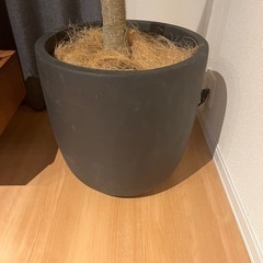 鉢　　直径43✖️高さ43の画像