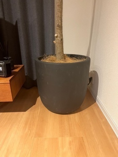 鉢　　直径43✖️高さ43