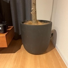鉢　　直径43✖️高さ43の画像