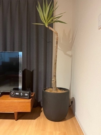 鉢　　直径43✖️高さ43