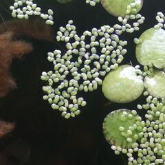 浮草（アオウキクサ）の画像