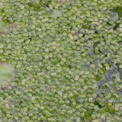 浮草（アオウキクサ）の画像