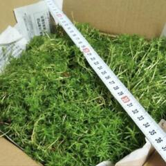 多肉植物　セダム大量