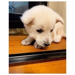 🧡甘えん坊の白い子犬🐶