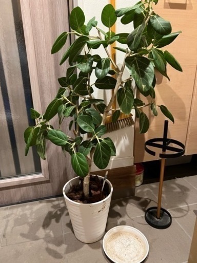 フィカス　ベンガレンシス　観葉植物