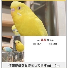 迷子インコ　黄色ルチノーインコ