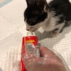 子猫（1ヶ月）の里親急募