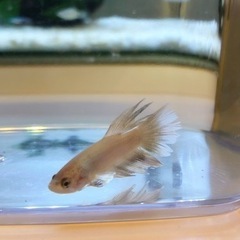熱帯魚　ベタ①　メス