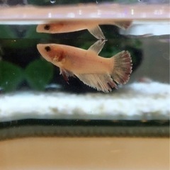 熱帯魚　ベタ②　メス