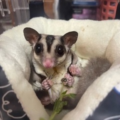 フクロモモンガ ノーマル オス