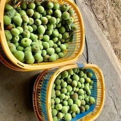 完全自然栽培の梅✨  サイズ混合 3kg