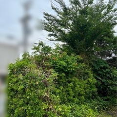 困っています。伐採、抜き根、処分ができる方