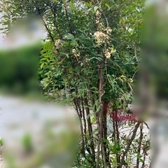 困っています。伐採、抜き根、処分ができる方の画像