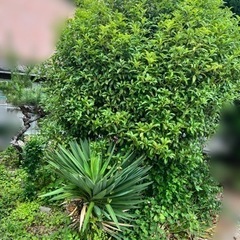 困っています。伐採、抜き根、処分ができる方の画像