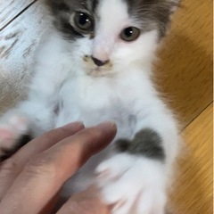 決まりました！子猫（1〜2ヶ月ぐらいの女の子！？）