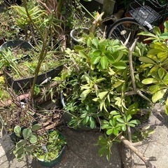 30鉢　まとめてOK 無料　観葉植物　プランター　園芸　土　の画像