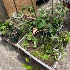 30鉢　まとめてOK 無料　観葉植物　プランター　園芸　土　の画像