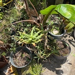30鉢　まとめてOK 無料　観葉植物　プランター　園芸　土　