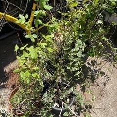 30鉢　まとめてOK 無料　観葉植物　プランター　園芸　土　の画像