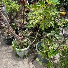 30鉢　まとめてOK 無料　観葉植物　プランター　園芸　土　の画像