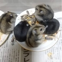 ジャンガリアンハムスター子供。1匹