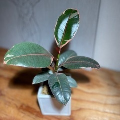 シックな葉がオシャレ(^^) お世話も簡単な観葉植物！鉢付き！