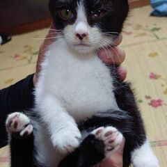 ハチワレの子猫です★