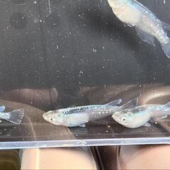 メダカの卵の画像